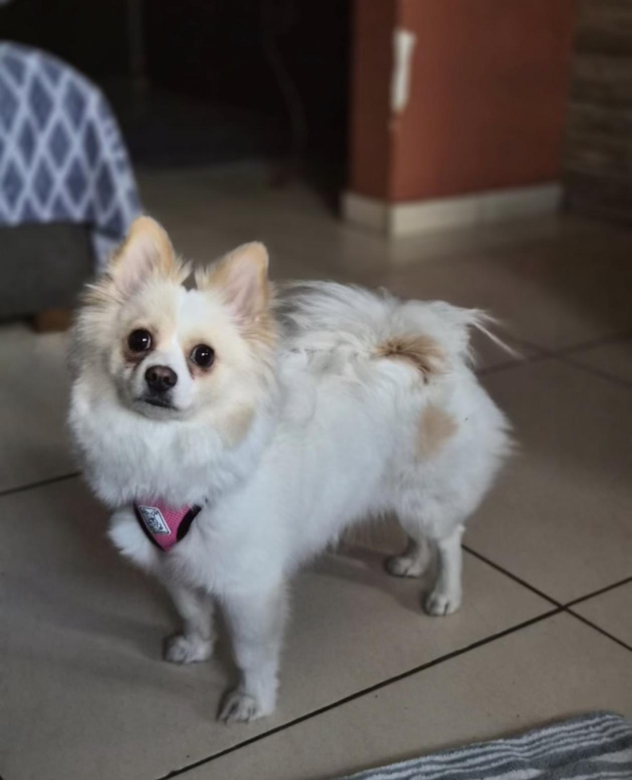 Enlarge Fendi, an adoptable mixed breed in Oceanside, CA image 2/2