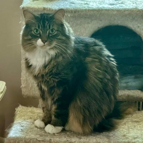 Boots, Adoptable, Adult Male Domestic Medium Hair.