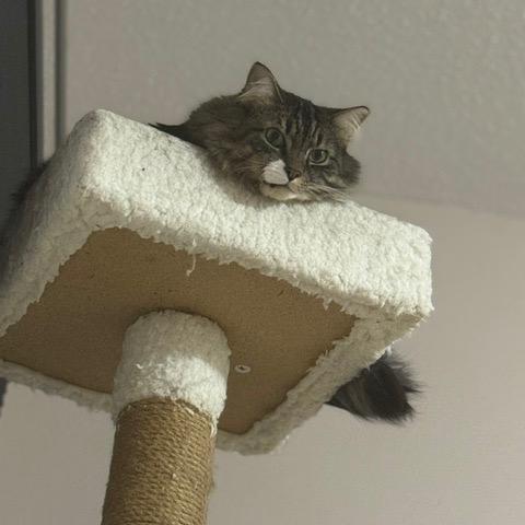 Enlarge Boots, a Adoptable Domestic Medium Hair in Inver Grove Heights, MN image 2/6