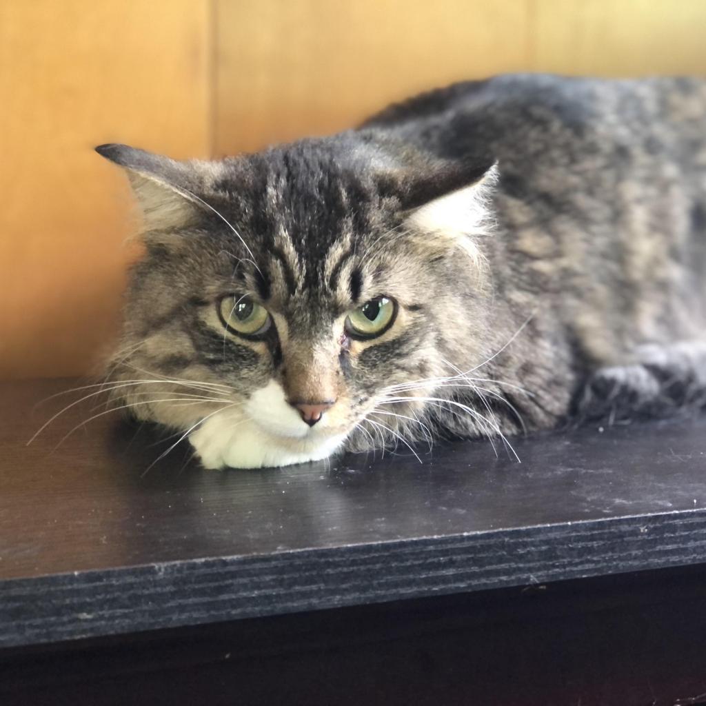 Enlarge Boots, a Adoptable Domestic Medium Hair in Inver Grove Heights, MN image 1/1