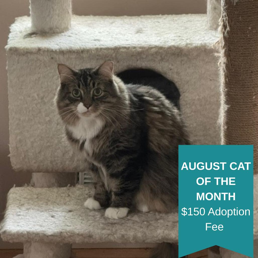 Enlarge Boots, a Adoptable Domestic Medium Hair in Inver Grove Heights, MN image 3/6