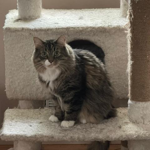 Enlarge Boots, a Adoptable Domestic Medium Hair in Inver Grove Heights, MN image 4/6