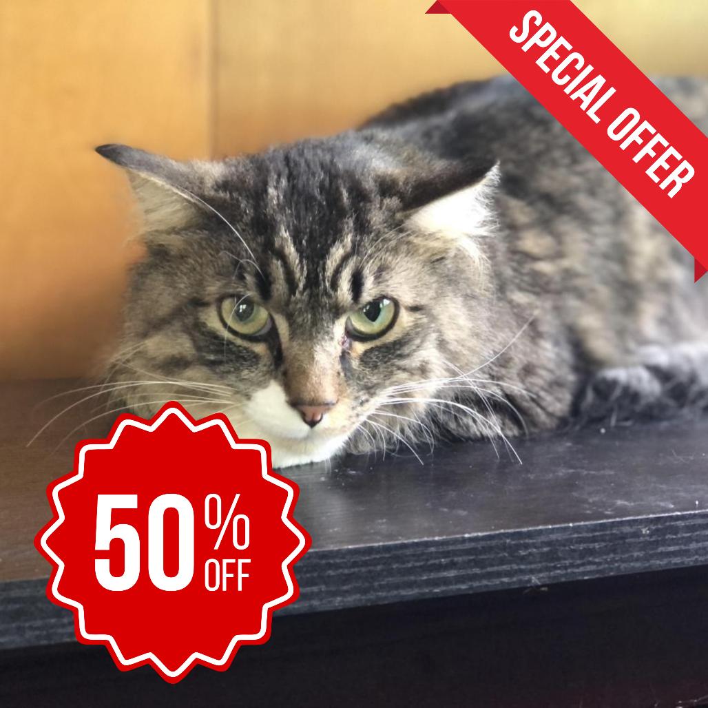 Enlarge Boots, a Adoptable Domestic Medium Hair in Inver Grove Heights, MN image 2/4