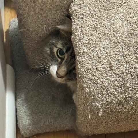 Enlarge Boots, a Adoptable Domestic Medium Hair in Inver Grove Heights, MN image 2/3