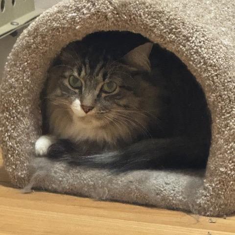 Enlarge Boots, a Adoptable Domestic Medium Hair in Inver Grove Heights, MN image 3/3