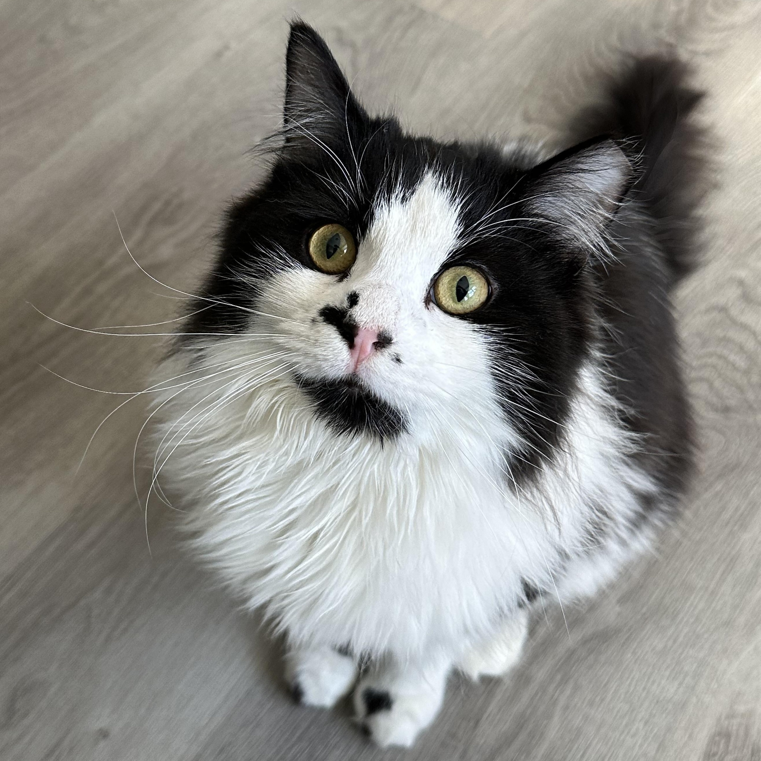 Jonas & David, ADOPTABLE, Kitten Male Domestic Medium Hair & Tabby.