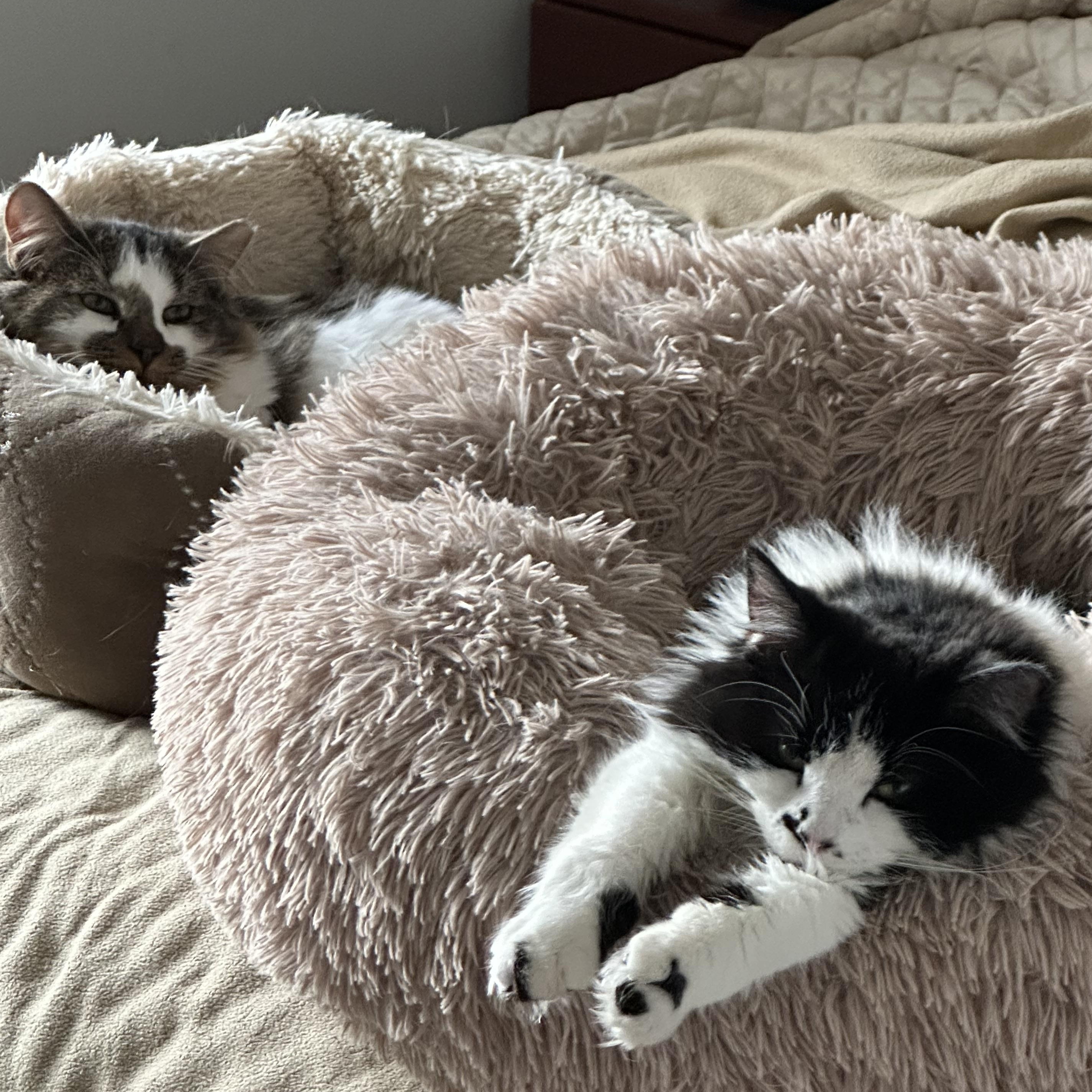 Enlarge Jonas & David, a ADOPTABLE mixed breed in Hyattsville, MD image 3/6