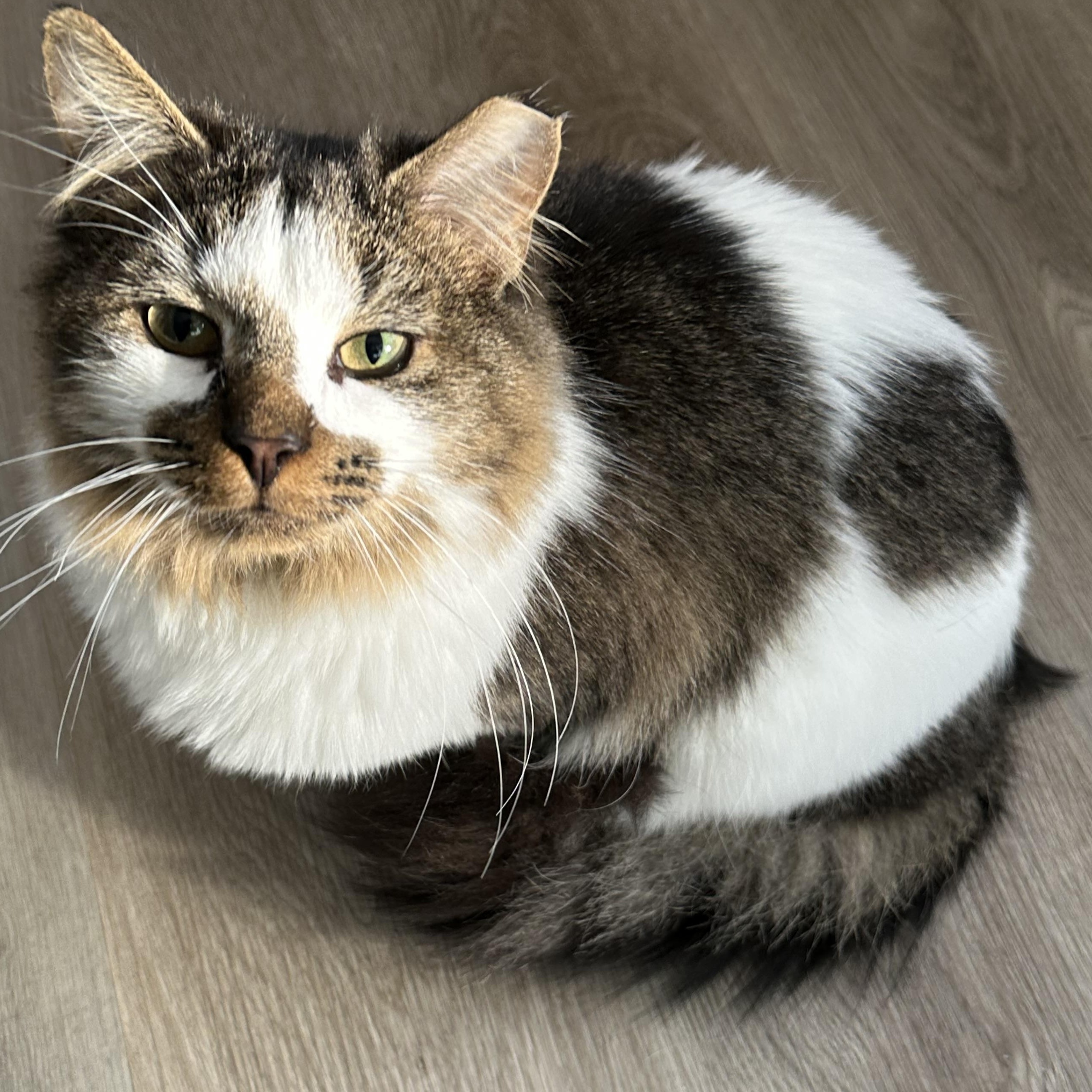 Enlarge Jonas & David, a ADOPTABLE mixed breed in Hyattsville, MD image 4/6