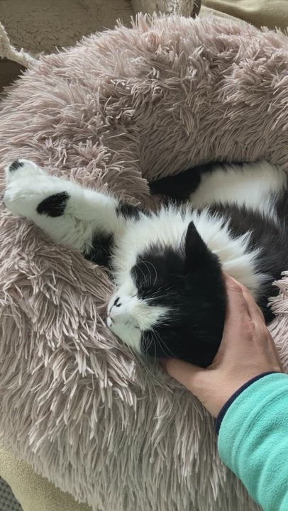 Enlarge Jonas & David, a ADOPTABLE mixed breed in Hyattsville, MD video 6/6