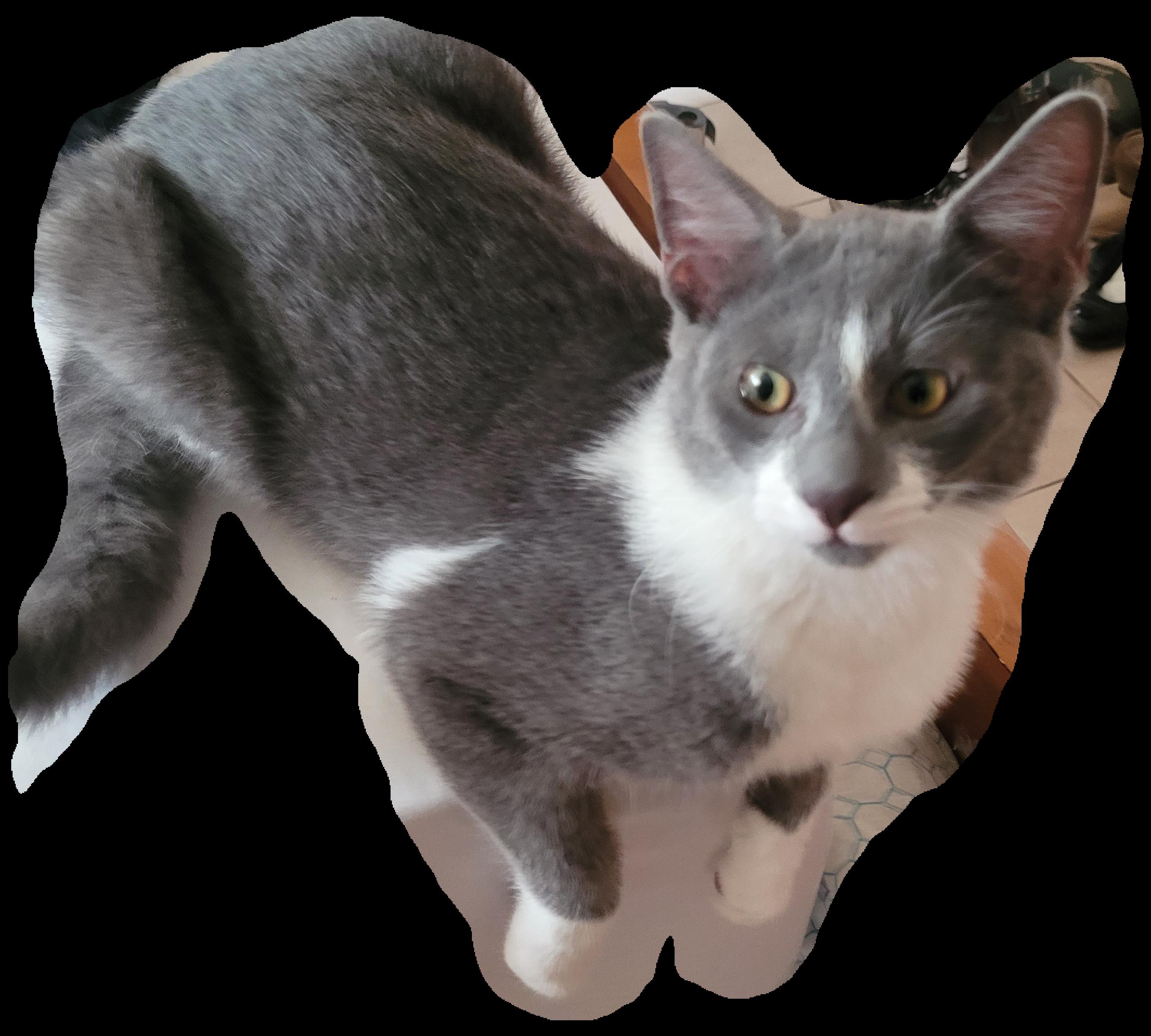 Mr Big, Adoptable, Young Male Domestic Short Hair.