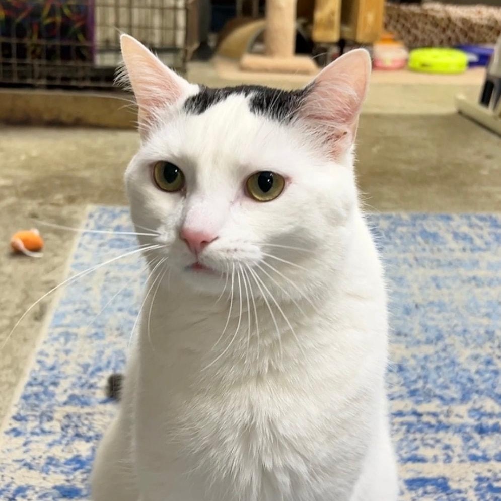 Enlarge Duncan, a Adoptable Domestic Short Hair in Avon, OH image 1/5