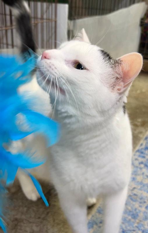 Enlarge Duncan, a Adoptable Domestic Short Hair in Avon, OH image 3/5