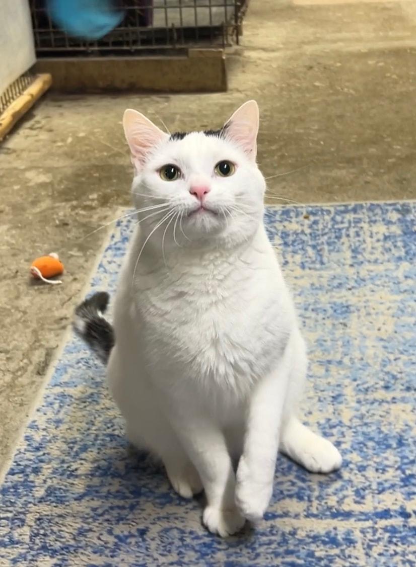 Enlarge Duncan, a Adoptable Domestic Short Hair in Avon, OH image 2/5