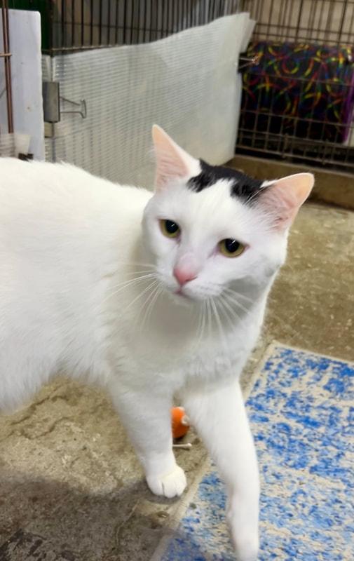 Enlarge Duncan, a Adoptable Domestic Short Hair in Avon, OH image 5/5