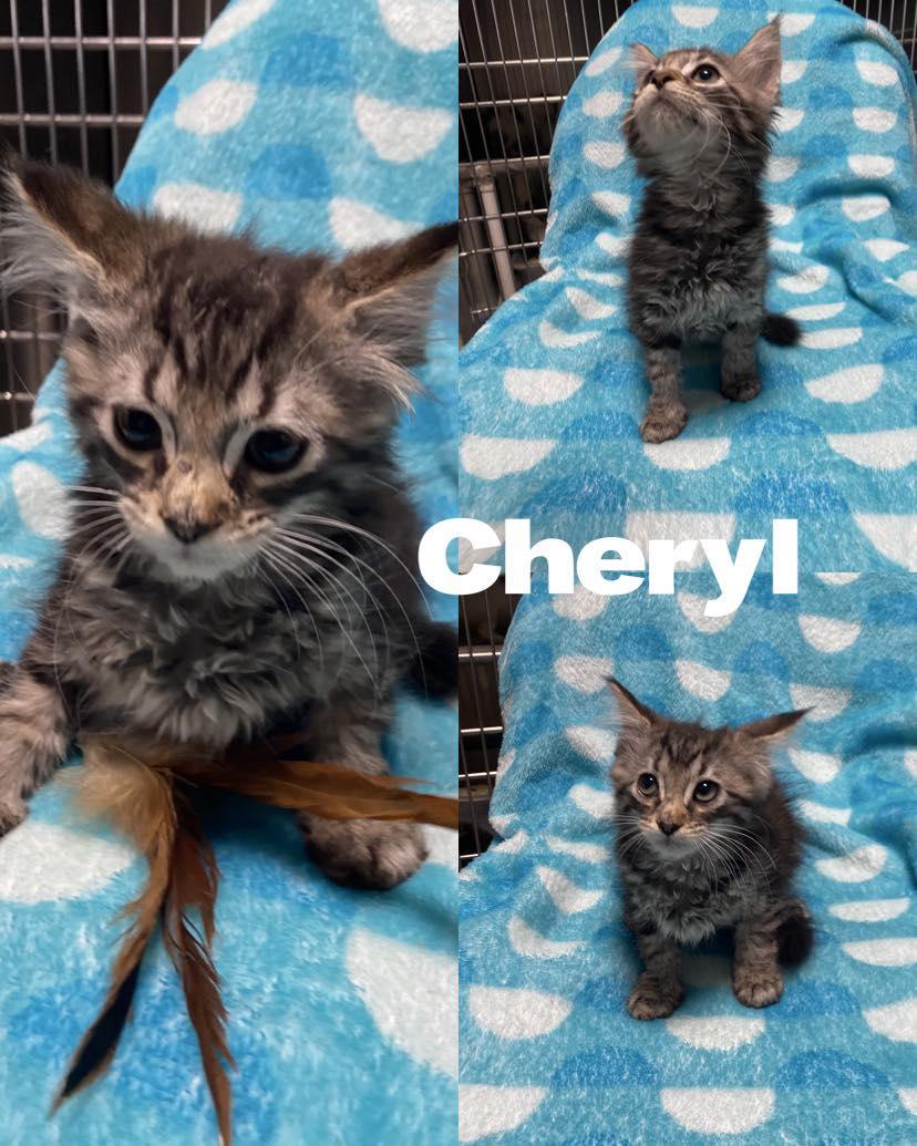 Cheryl, an adopted Domestic Long Hair in Saint James, MO_image-1