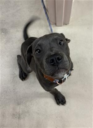 Enlarge ORION, a Adoptable mixed breed in Dayton, OH image 1/1