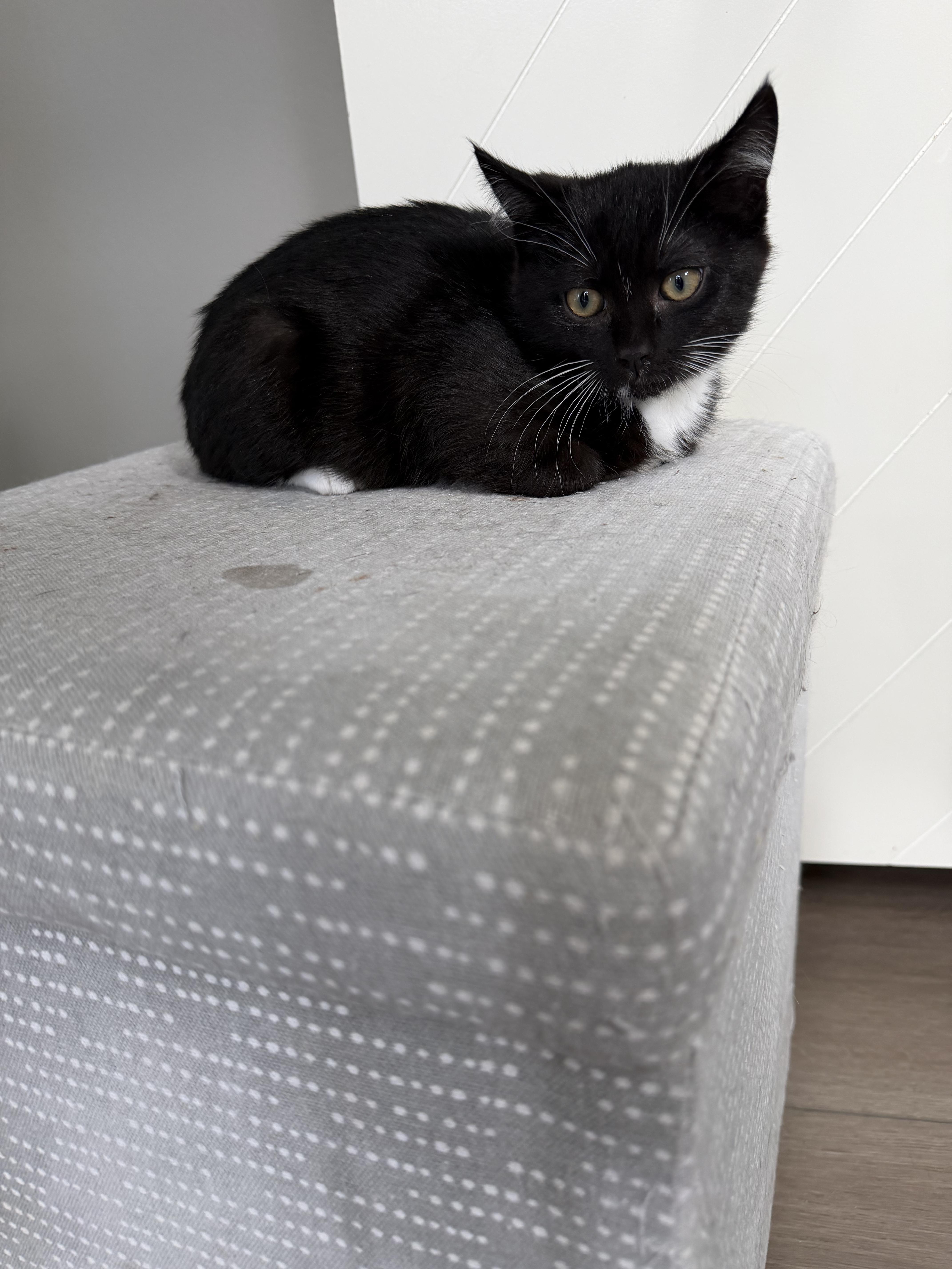 Taki, a ADOPTABLE Domestic Short Hair in Bonney Lake, WA image 3/5