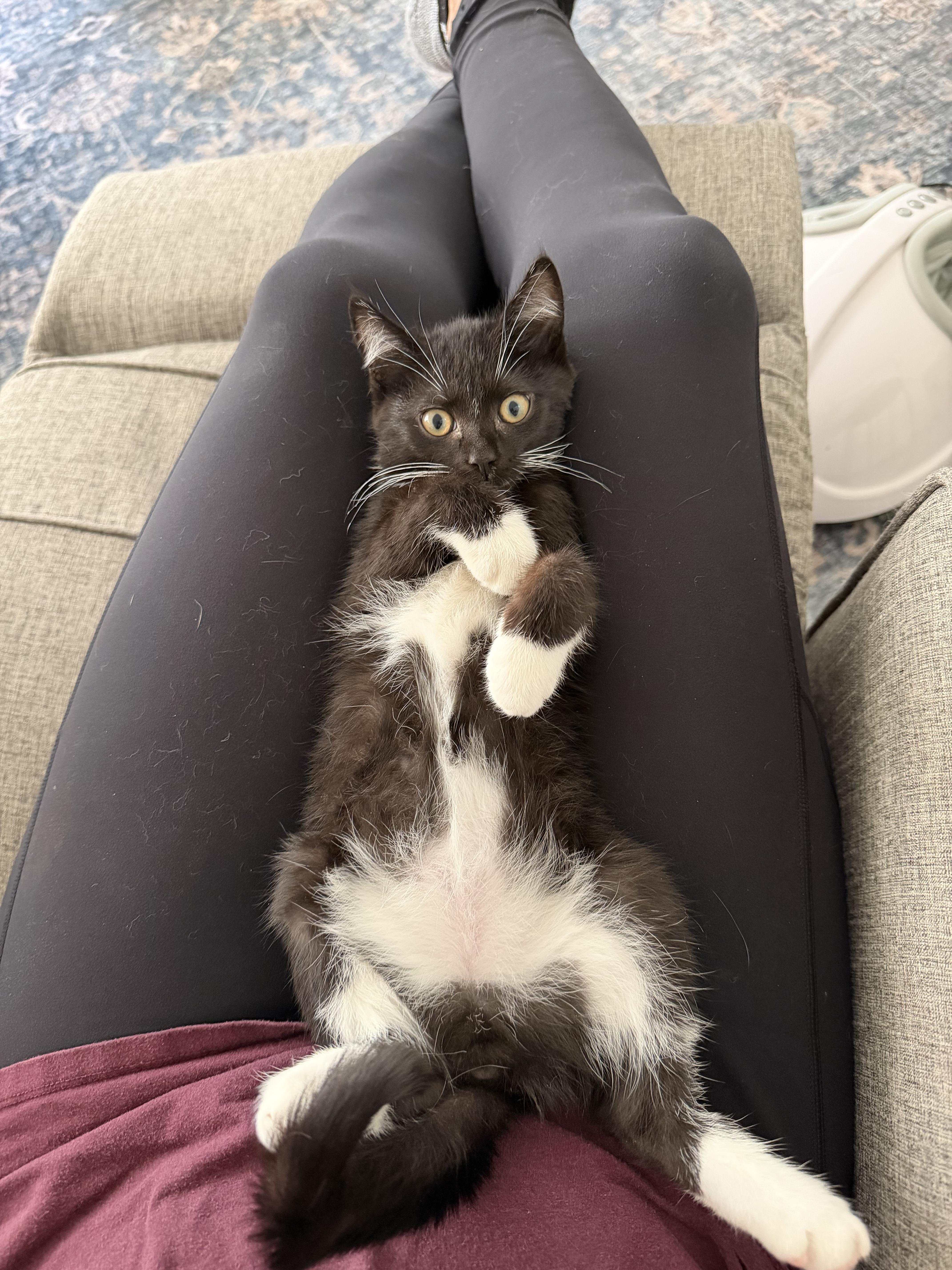 Taki, a ADOPTABLE Domestic Short Hair in Bonney Lake, WA image 2/5