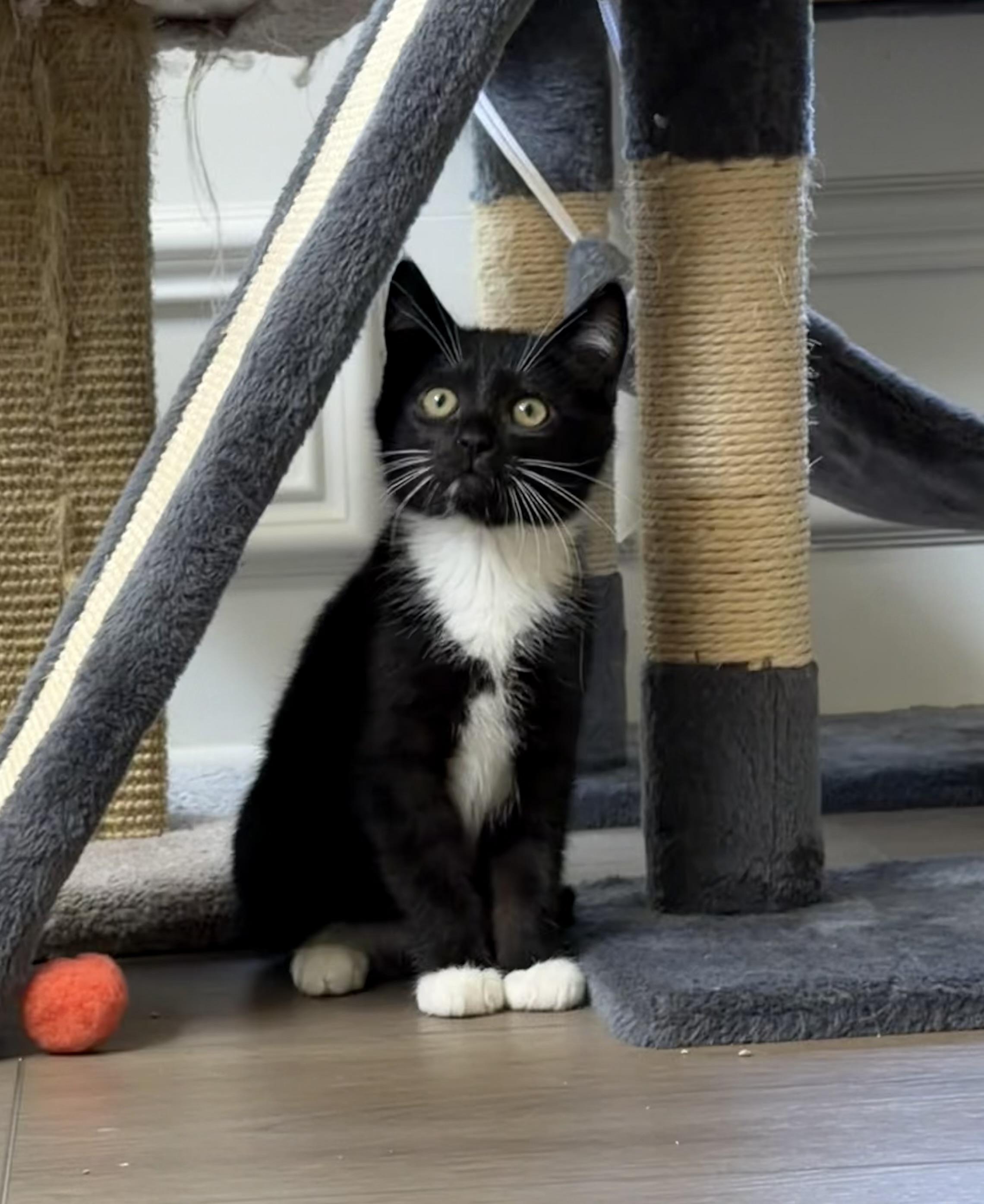 Taki, a ADOPTABLE Domestic Short Hair in Bonney Lake, WA image 4/5