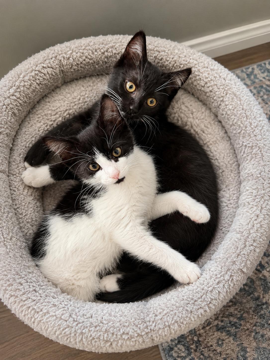 Taki, ADOPTABLE, Kitten Male Domestic Short Hair.