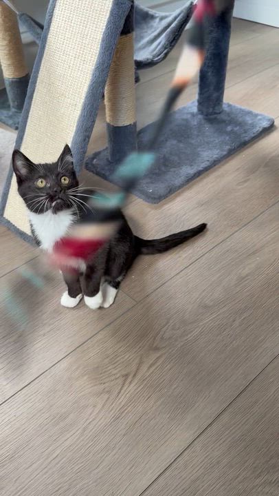 Enlarge Taki, a ADOPTABLE Domestic Short Hair in Bonney Lake, WA video 5/5