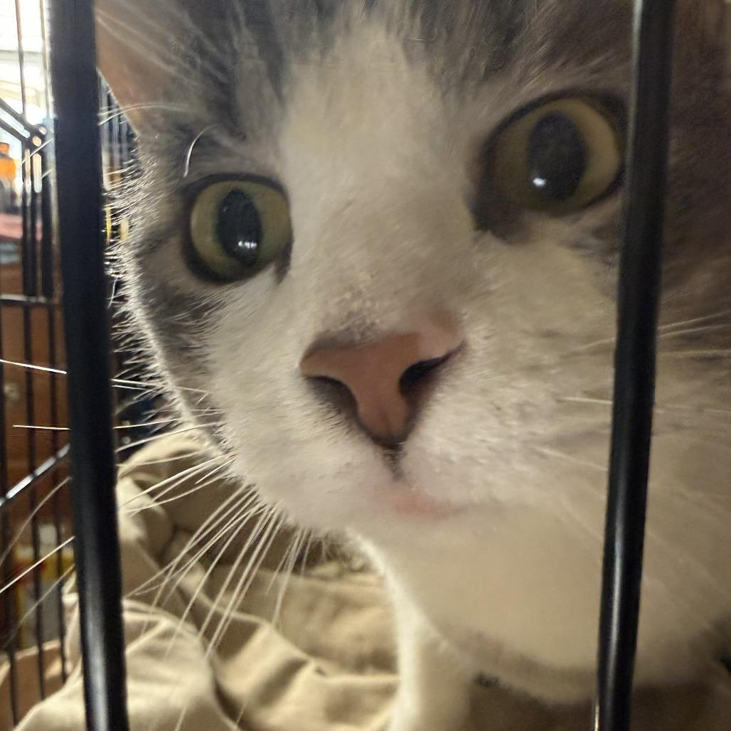 Enlarge Fish, a ADOPTABLE Domestic Short Hair in Wilmington, NC image 3/3