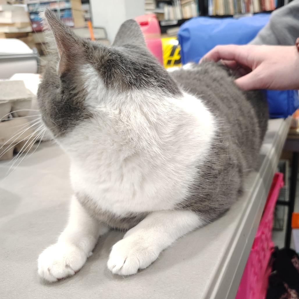 Enlarge Fish, a ADOPTABLE Domestic Short Hair in Wilmington, NC image 2/3