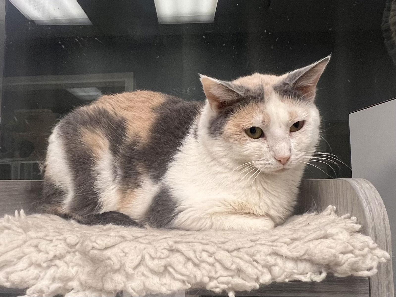 Enlarge Mrs Jones, a Adopted mixed breed in Georgetown, KY image 1/2