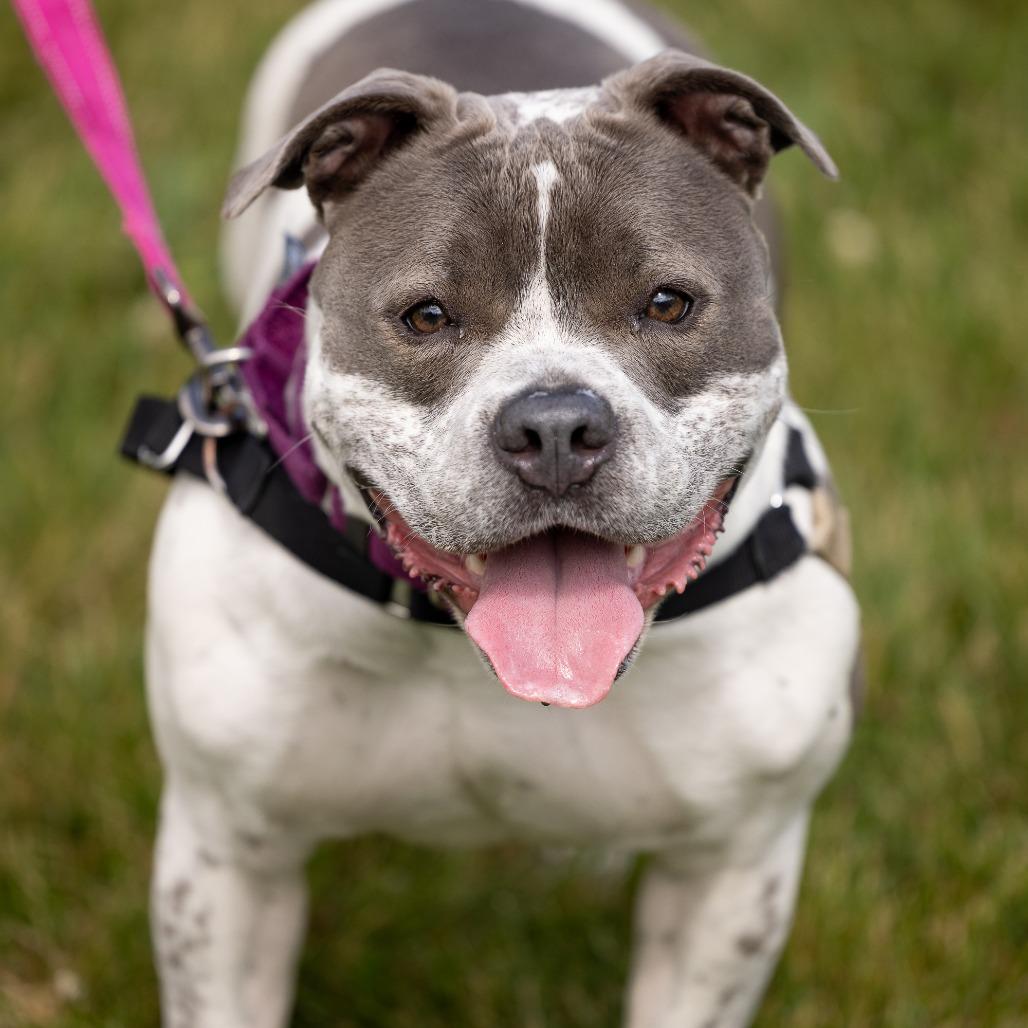 Rosie P, Adoptable, Adult Female Mixed Breed.