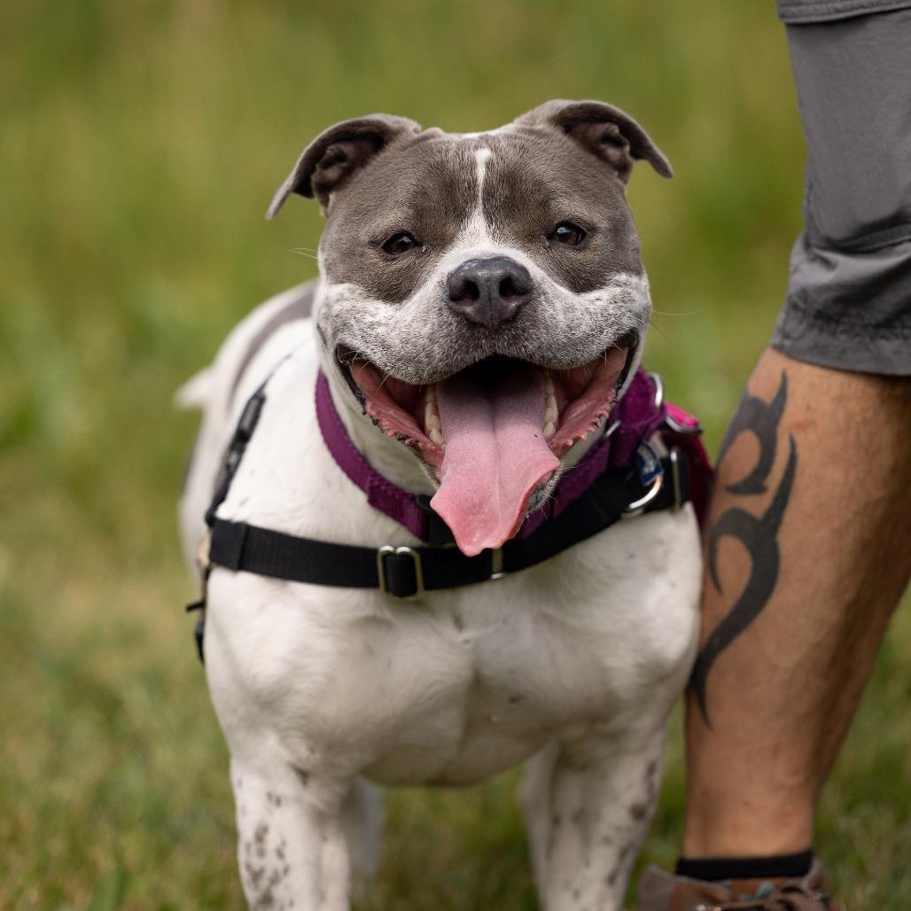Rosie P, a Adoptable Mixed Breed in Waukesha, WI image 2/6