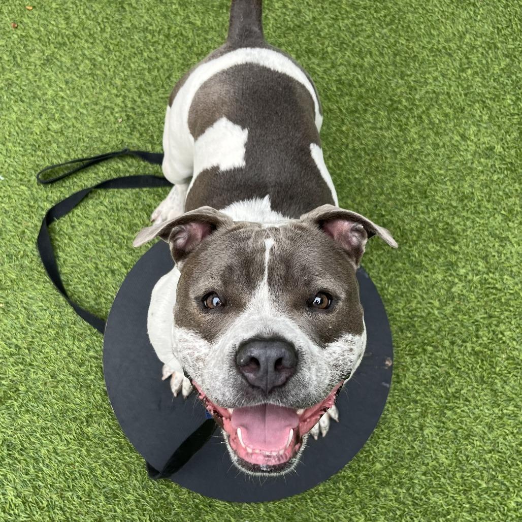 Rosie P, a Adoptable Mixed Breed in Waukesha, WI image 3/6