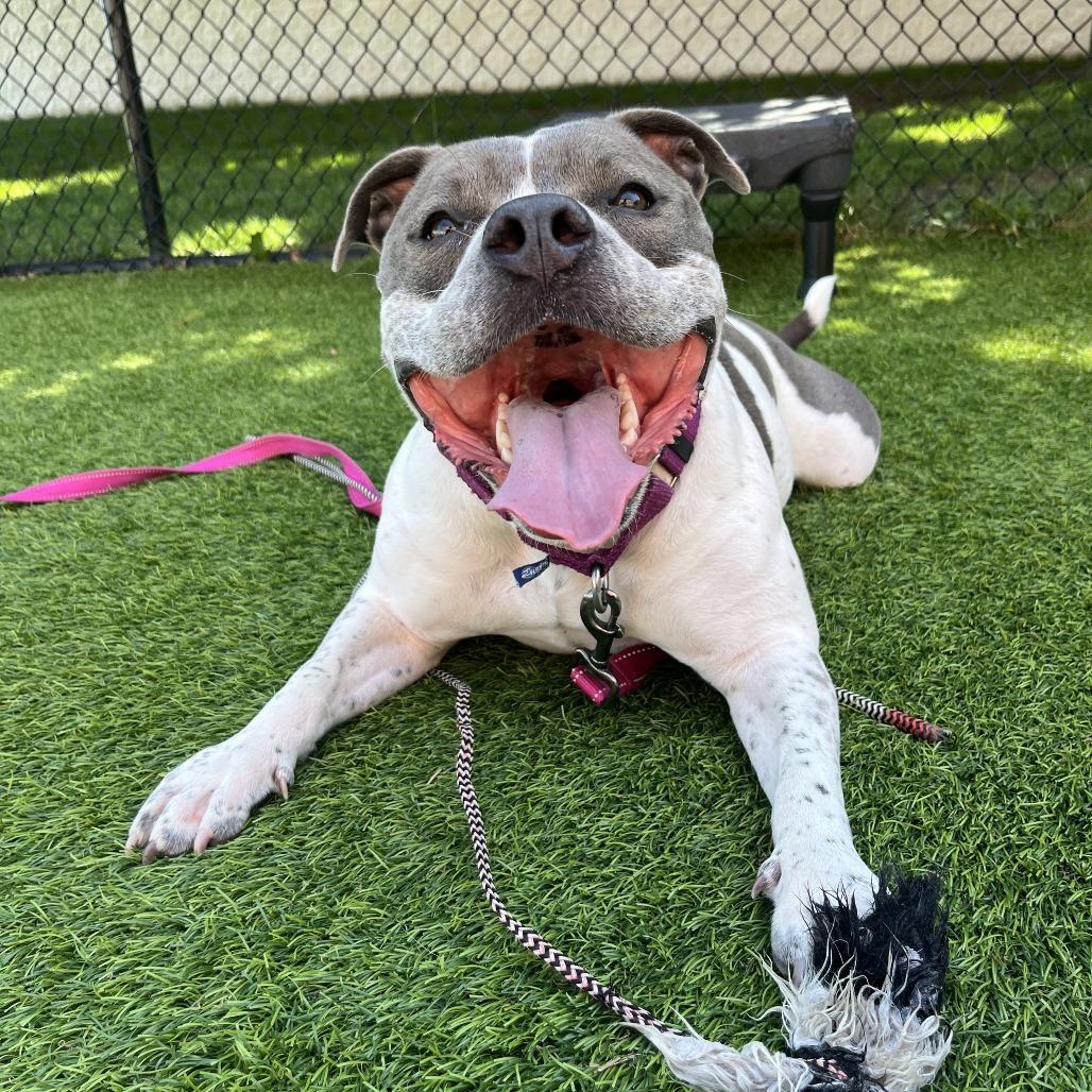 Rosie P, a Adoptable Mixed Breed in Waukesha, WI image 4/6