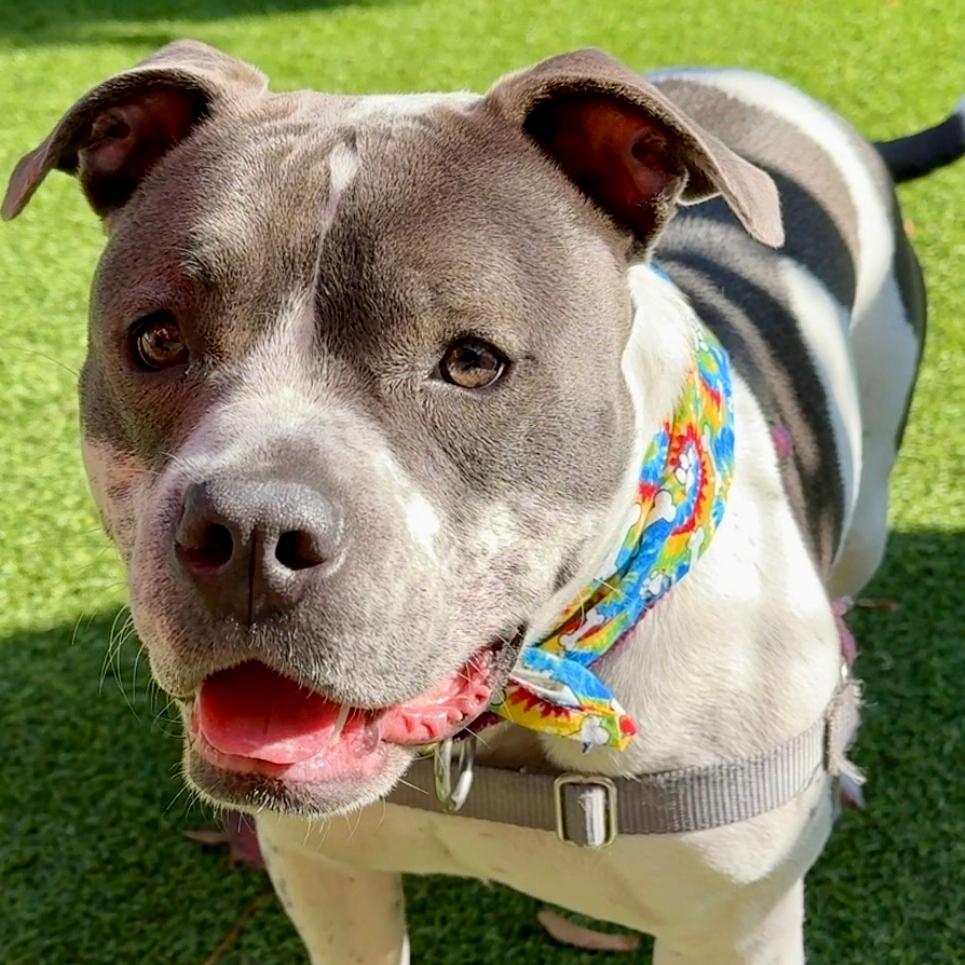 Rosie P, a Adoptable Mixed Breed in Waukesha, WI image 5/6