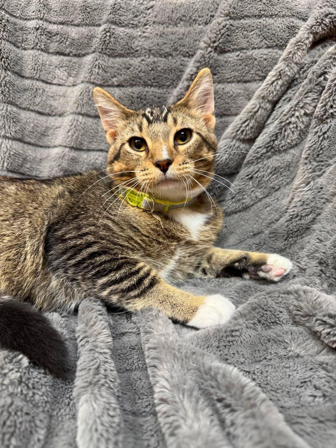 Costa, Adoptable, Kitten Male Domestic Short Hair.