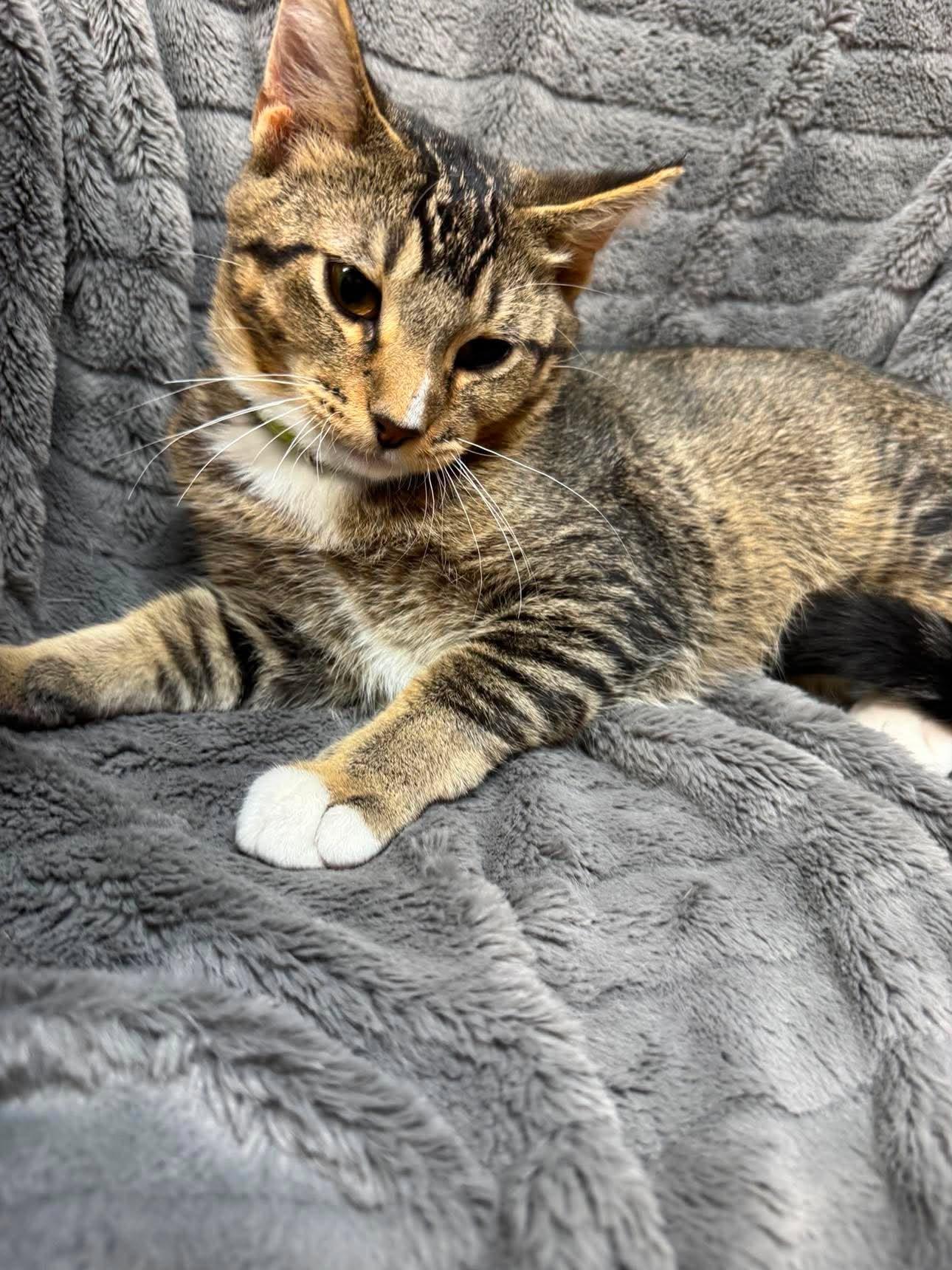Enlarge Costa, a Adoptable Domestic Short Hair in Alexandria, MN image 3/3
