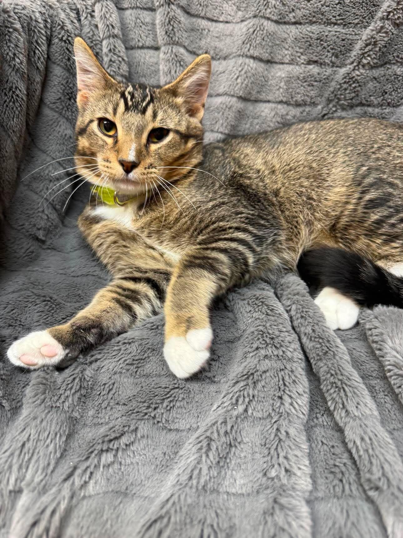 Enlarge Costa, a Adoptable Domestic Short Hair in Alexandria, MN image 2/3