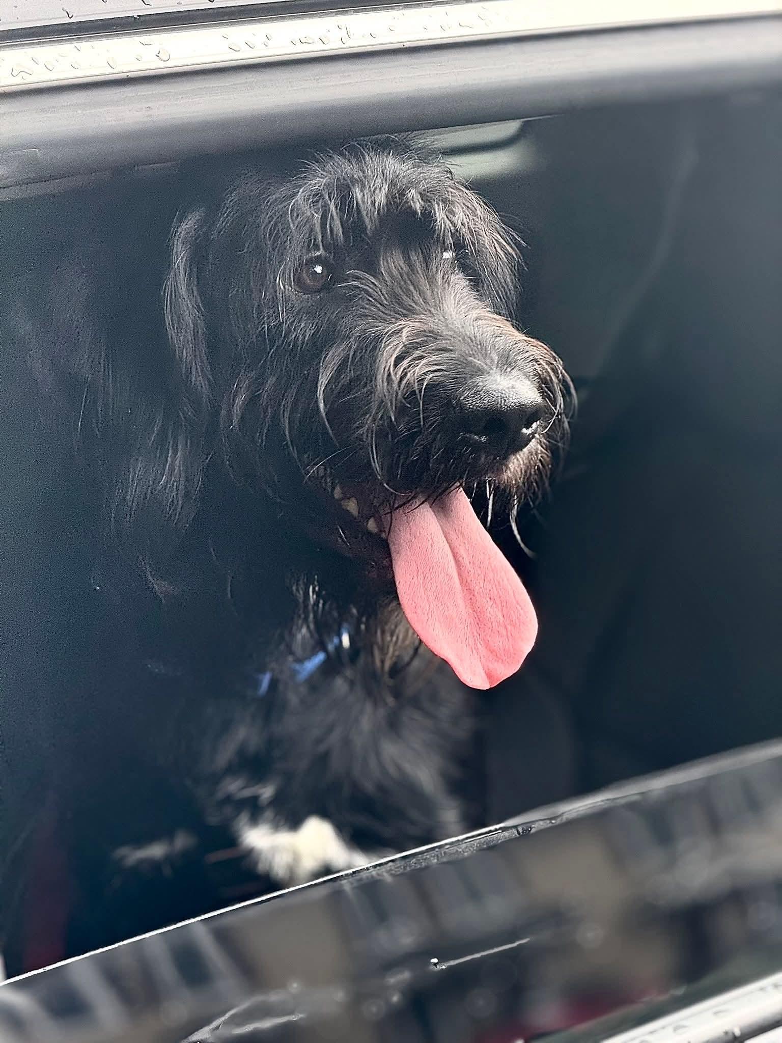 Roger, Adoptable, Young Male Wirehaired Terrier.