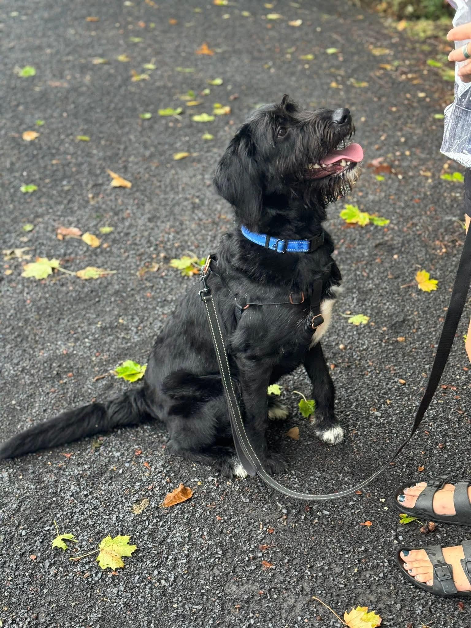 Enlarge Roger, a Adoptable mixed breed in Glenmoore, PA image 2/4