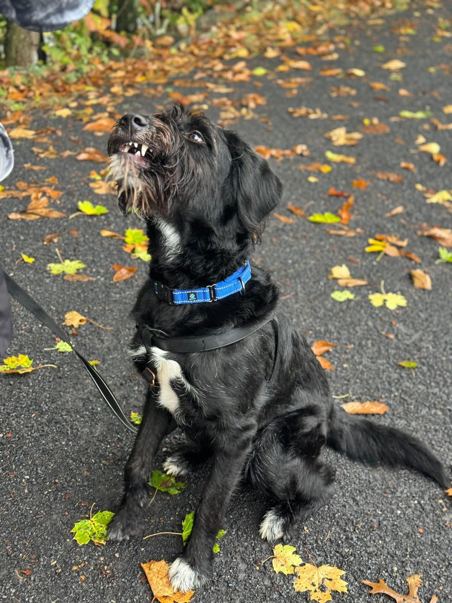 Enlarge Roger, a Adoptable mixed breed in Glenmoore, PA image 3/4