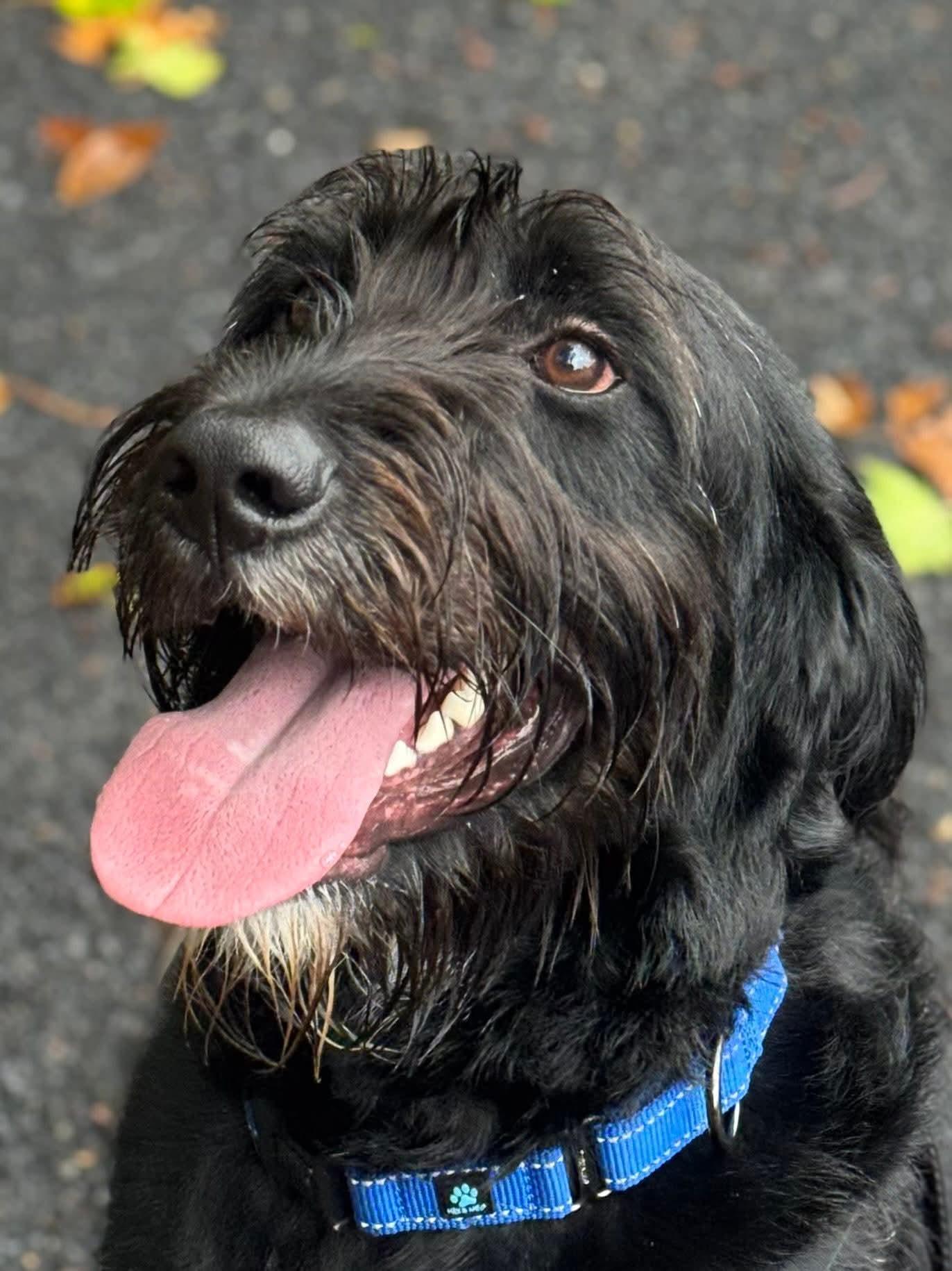 Enlarge Roger, a Adoptable mixed breed in Glenmoore, PA image 4/4