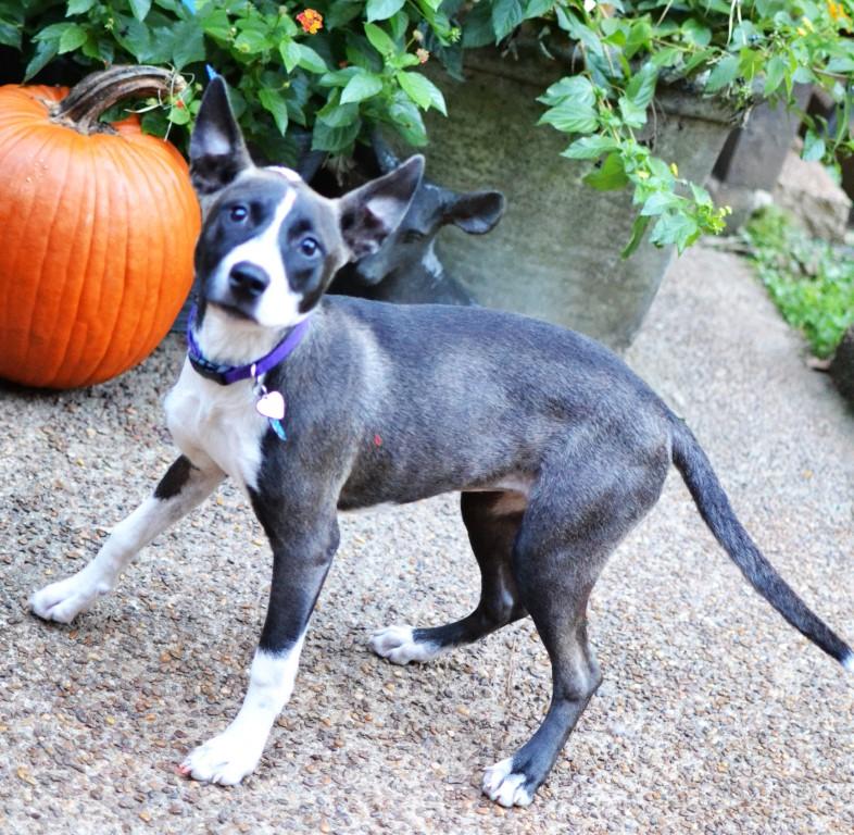 Remy, a Adoptable mixed breed in White Plains, NY image 2/5