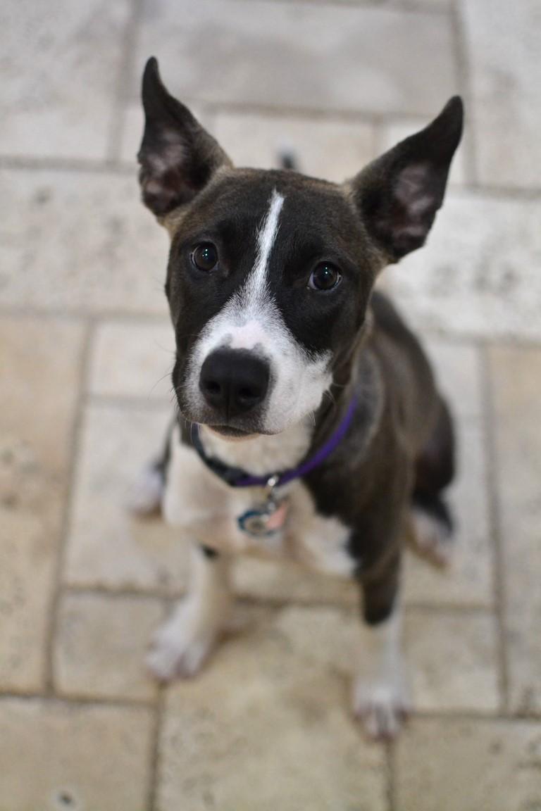 Remy, a Adoptable mixed breed in White Plains, NY image 3/5