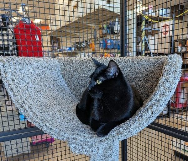 Enlarge Minnow (bonded w/Sir Sparrow), a Adoptable Domestic Short Hair in Silverton, OR image 5/5