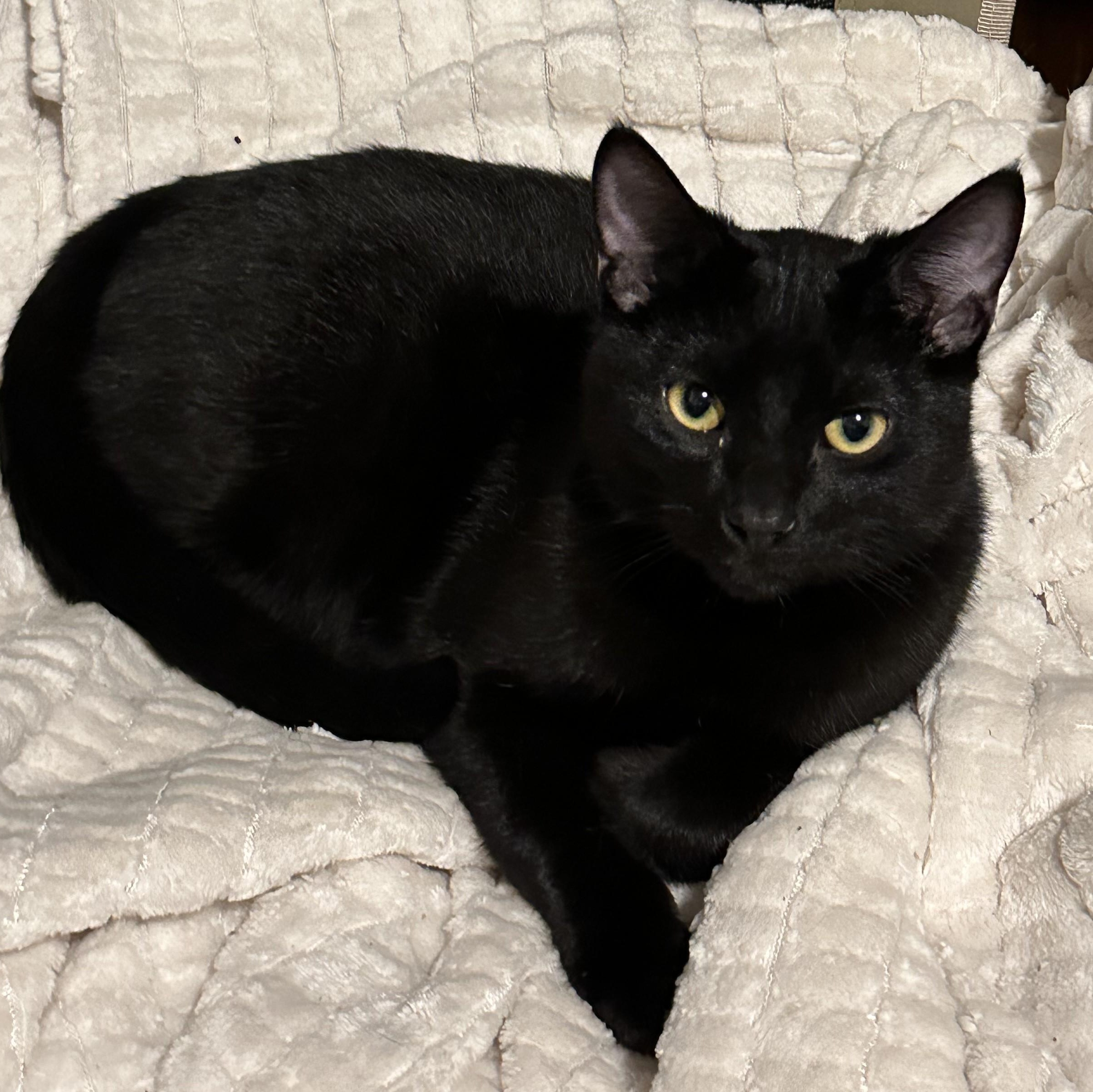 Minnow (bonded w/Sir Sparrow), Adoptable, Young Male Domestic Short Hair.