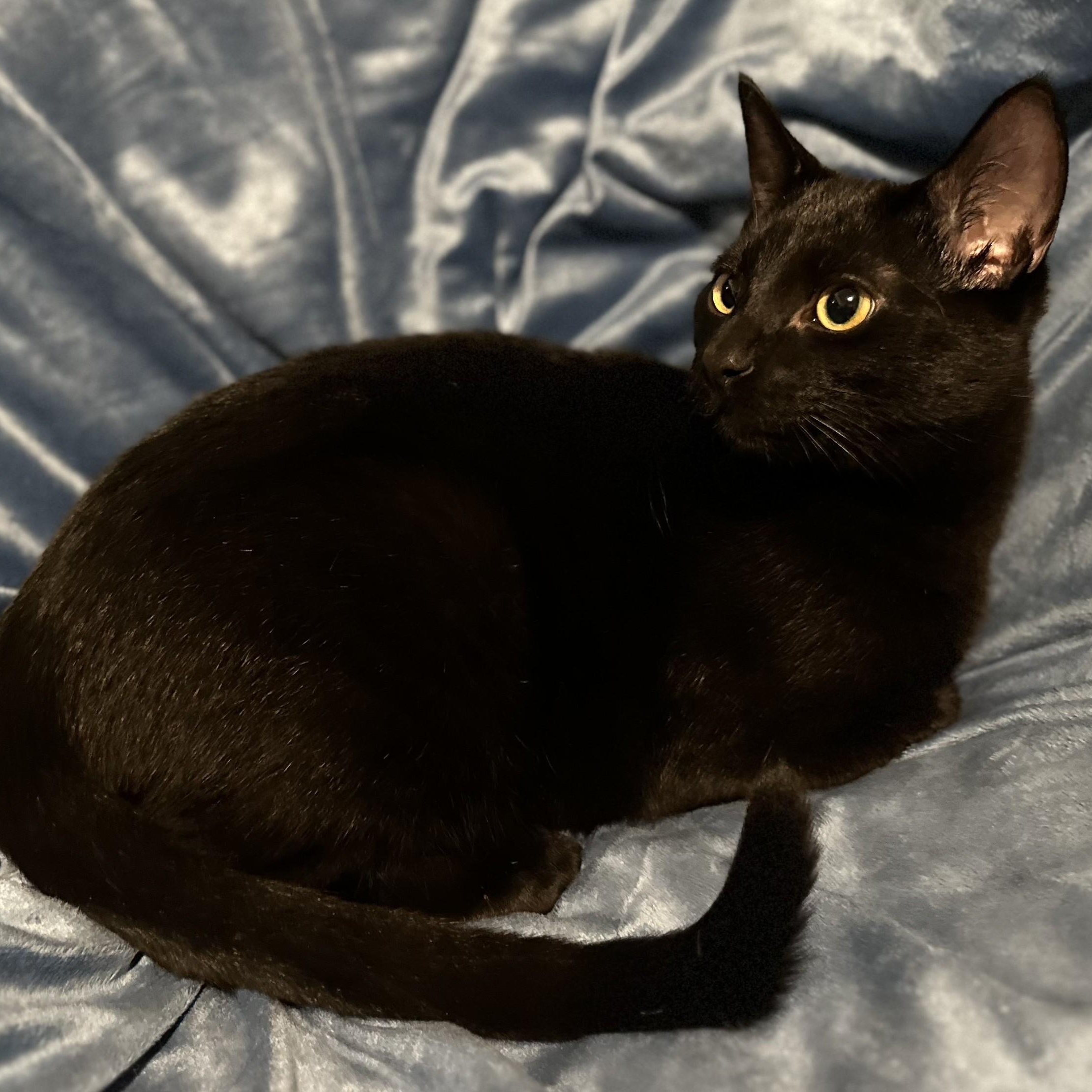 Minnow (bonded w/Sir Sparrow), a Adoptable Domestic Short Hair in Silverton, OR image 2/5