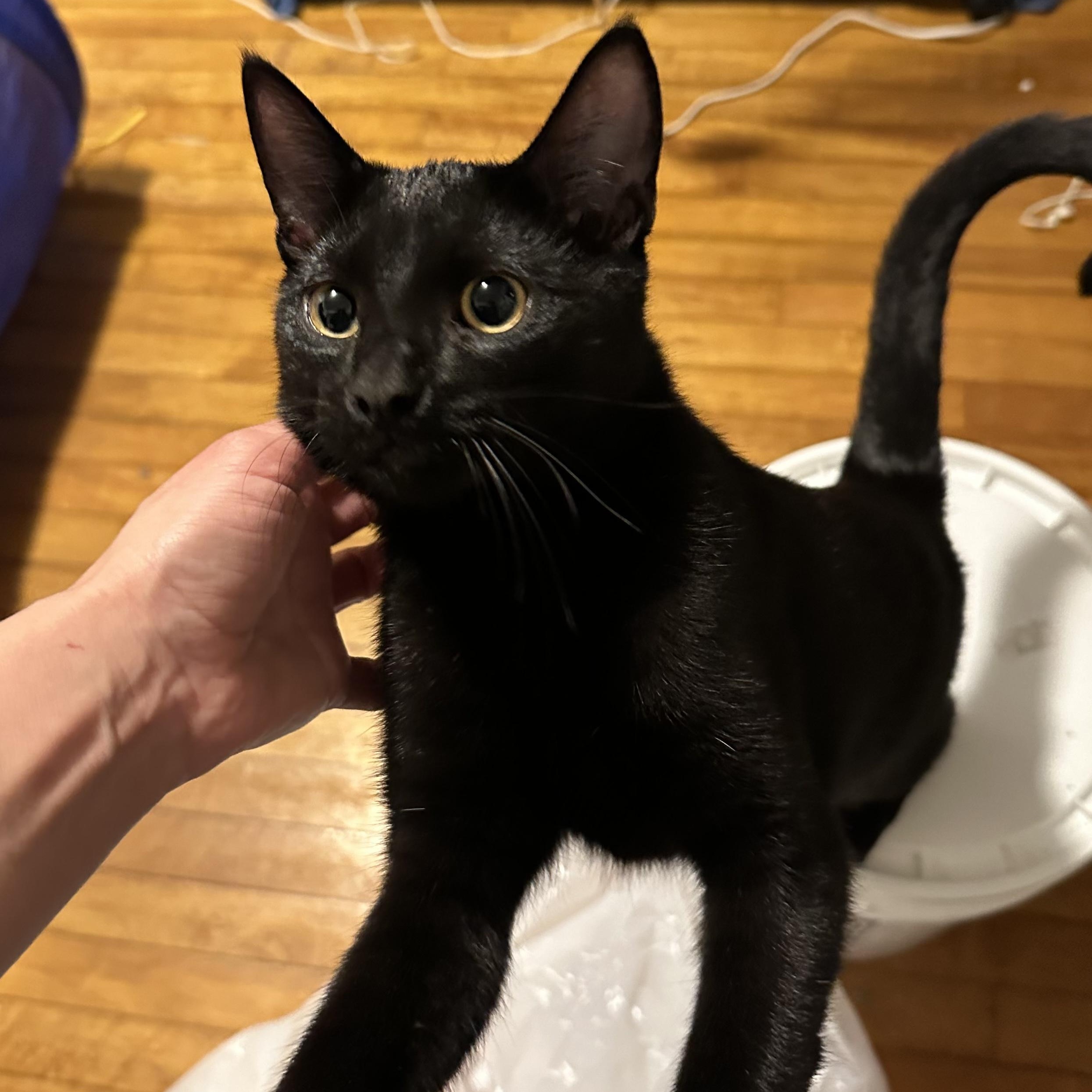 Minnow (bonded w/Sir Sparrow), a Adoptable Domestic Short Hair in Silverton, OR image 3/5