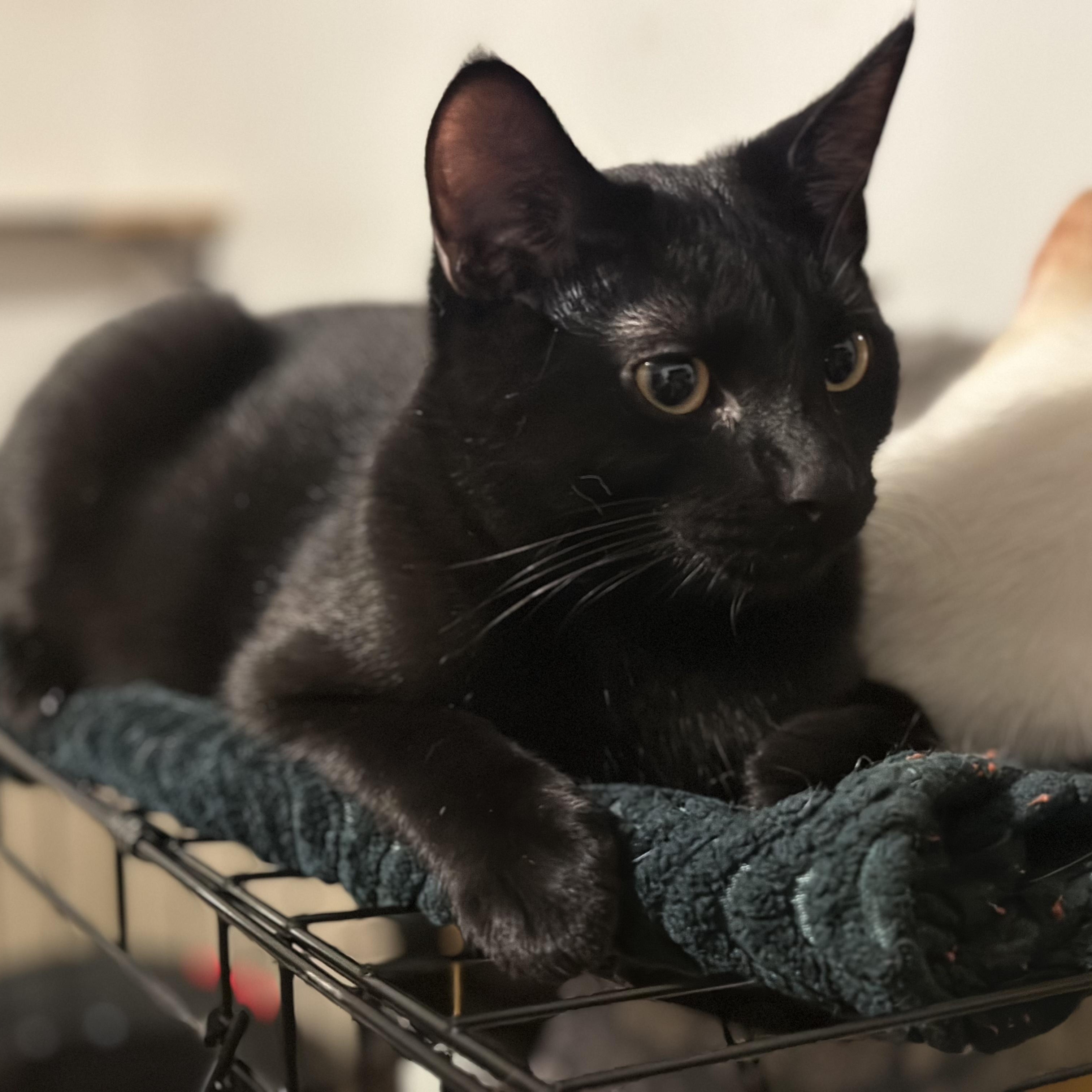 Minnow (bonded w/Sir Sparrow), Adoptable, Young Male Domestic Short Hair.