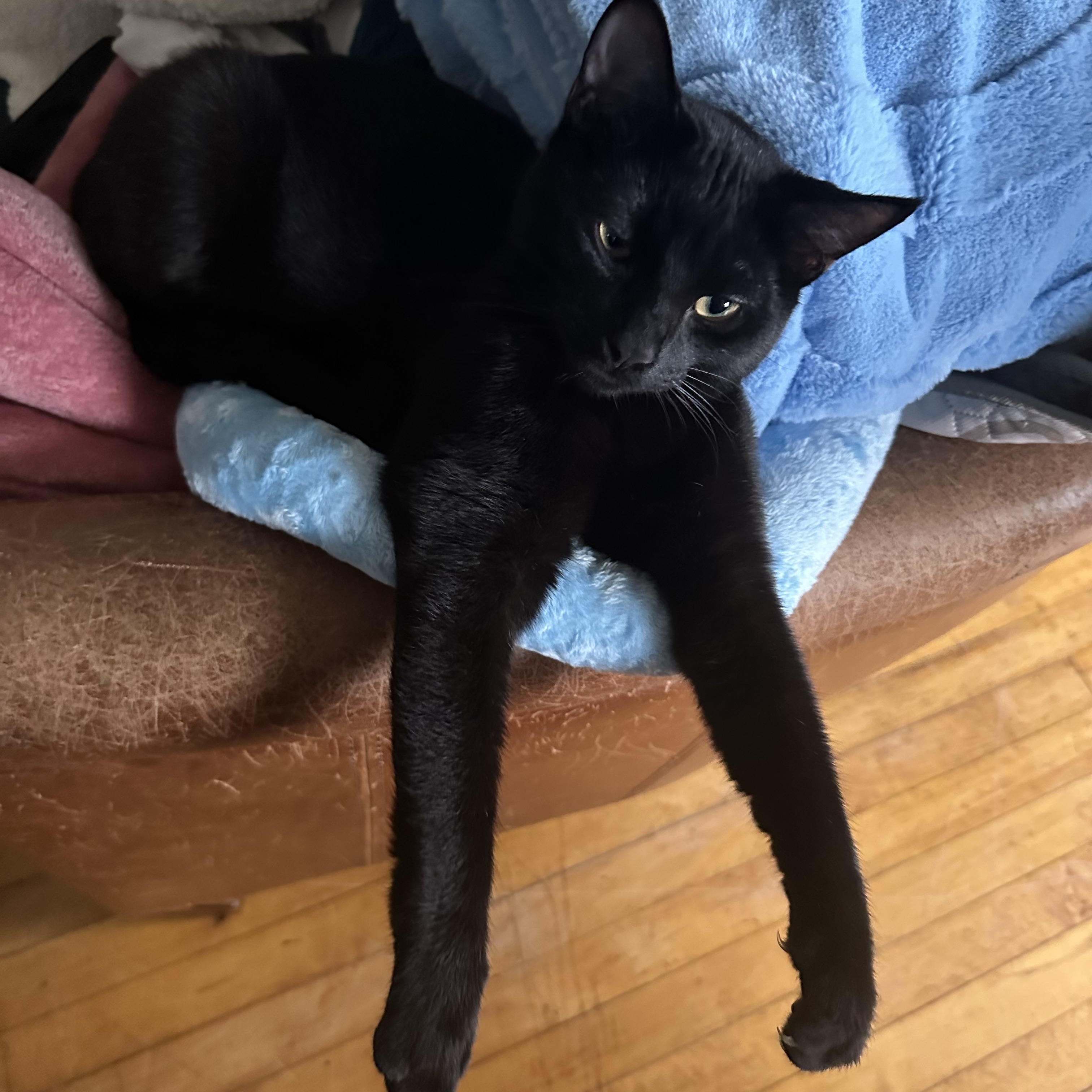 Enlarge Minnow (bonded w/Sir Sparrow), a Adoptable Domestic Short Hair in Silverton, OR image 2/5