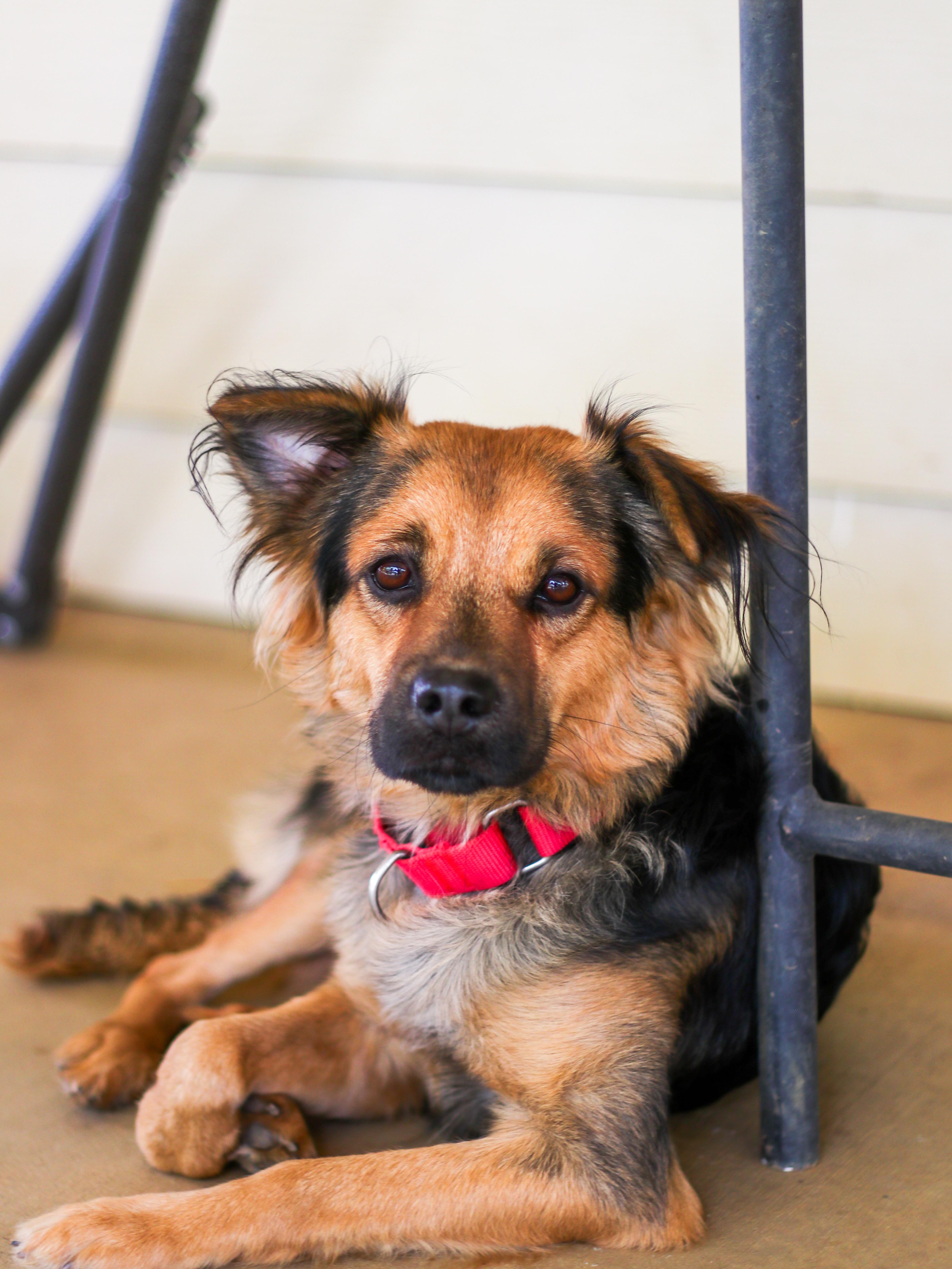 Enlarge Oscar, an adopted mixed breed in Temecula, CA image 2/6