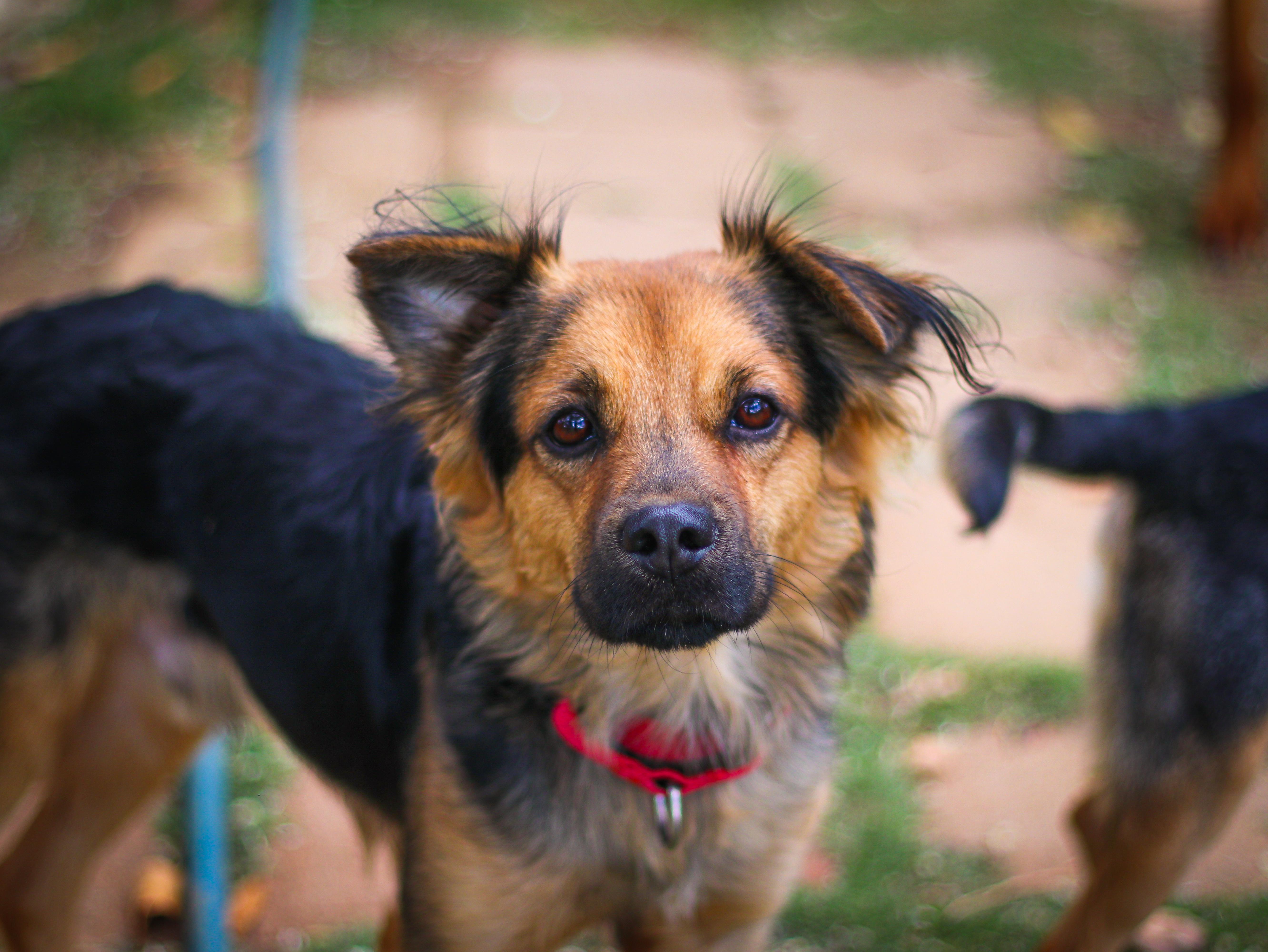 Oscar, adopted, Puppy Male Shepherd.
